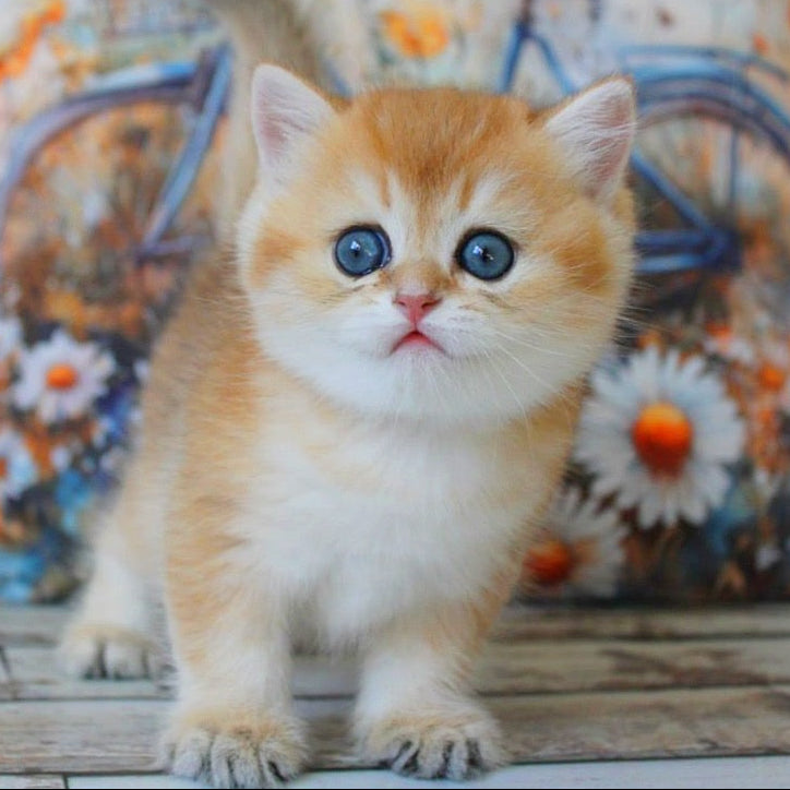 
                  
                    Romeo
                  
                