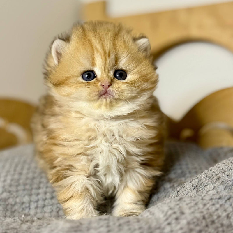 Nori