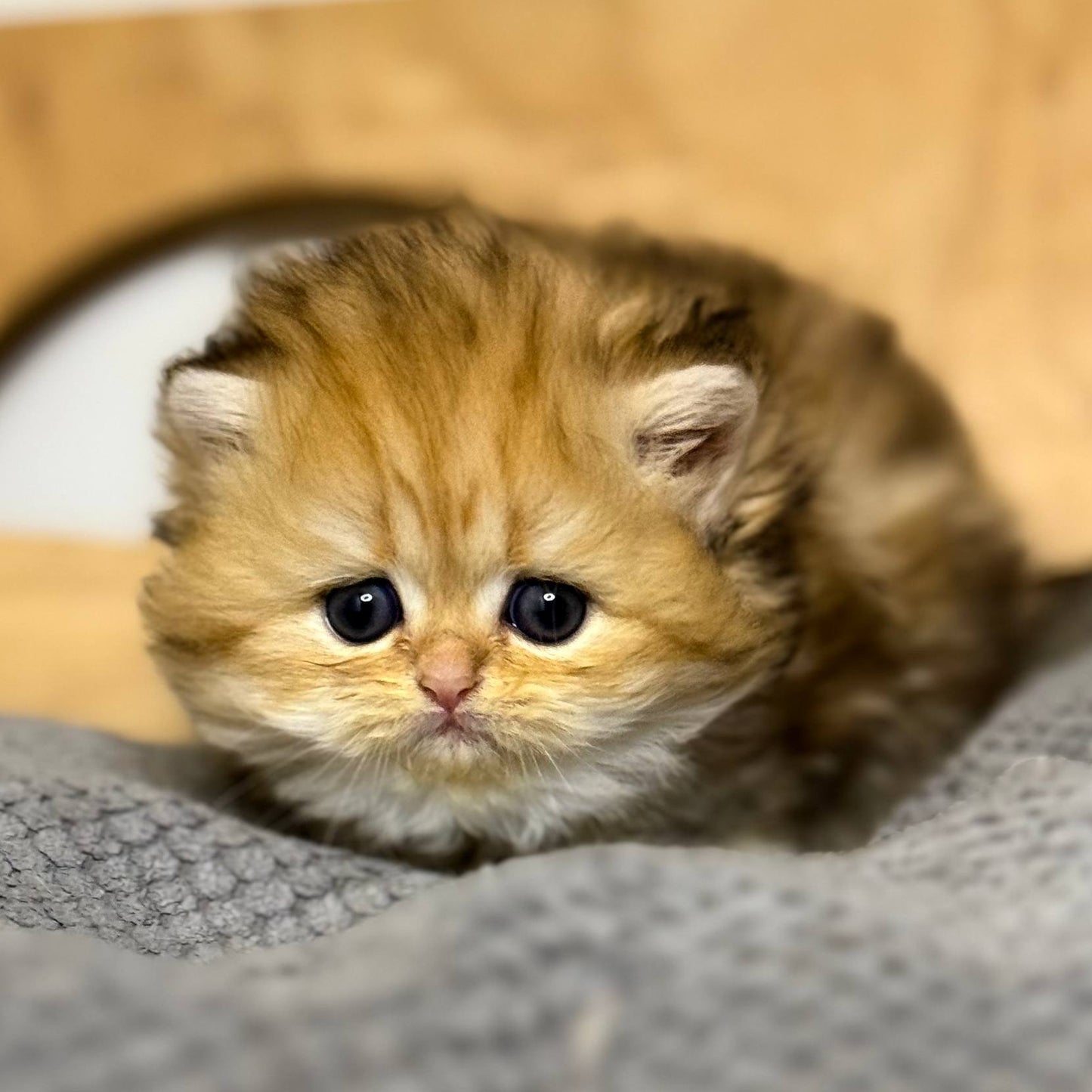 
                  
                    Nori
                  
                