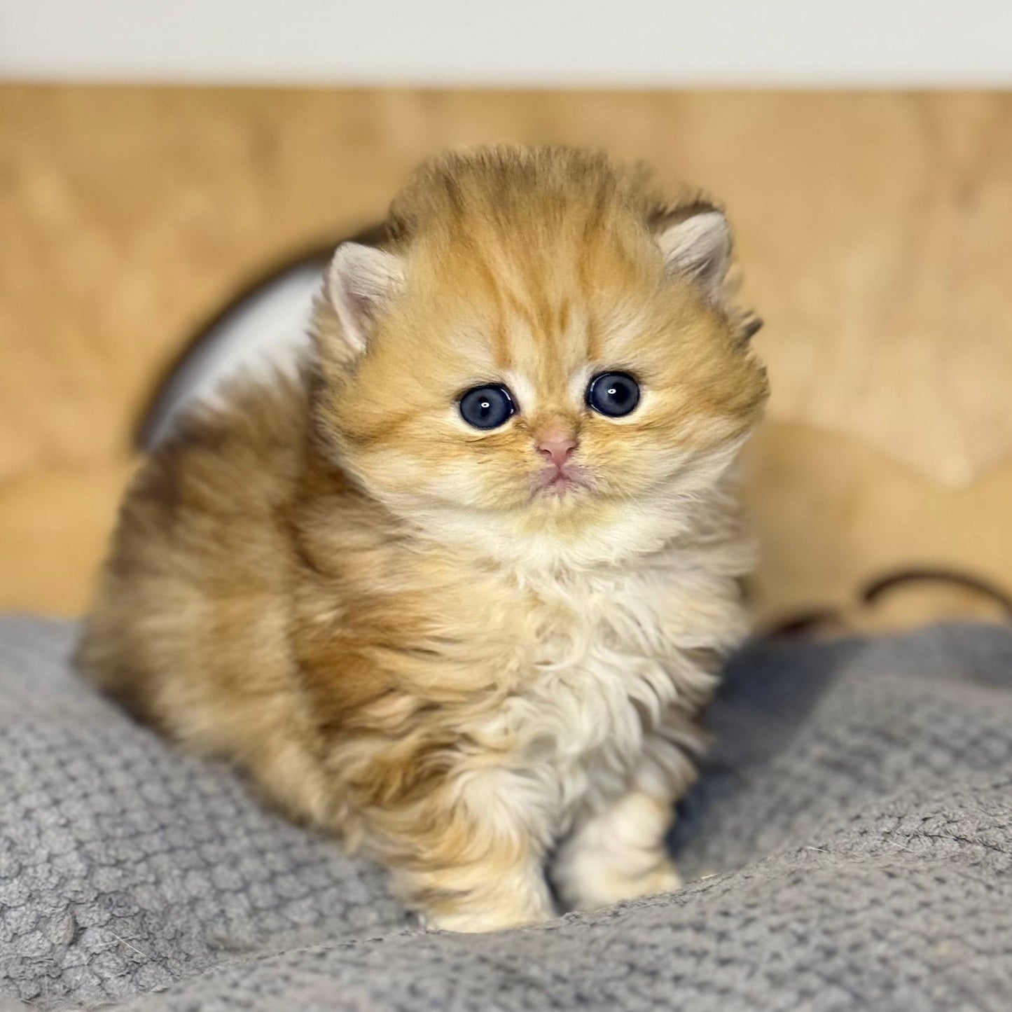 
                  
                    Nori
                  
                