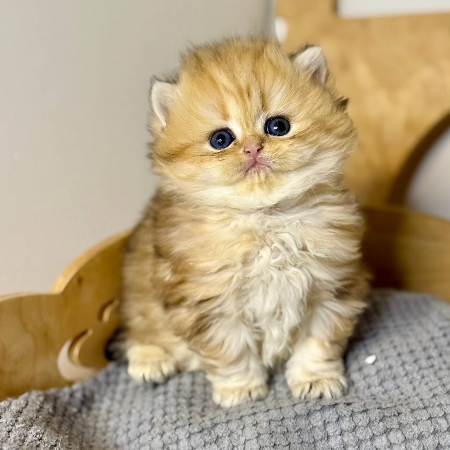 
                  
                    Nori
                  
                