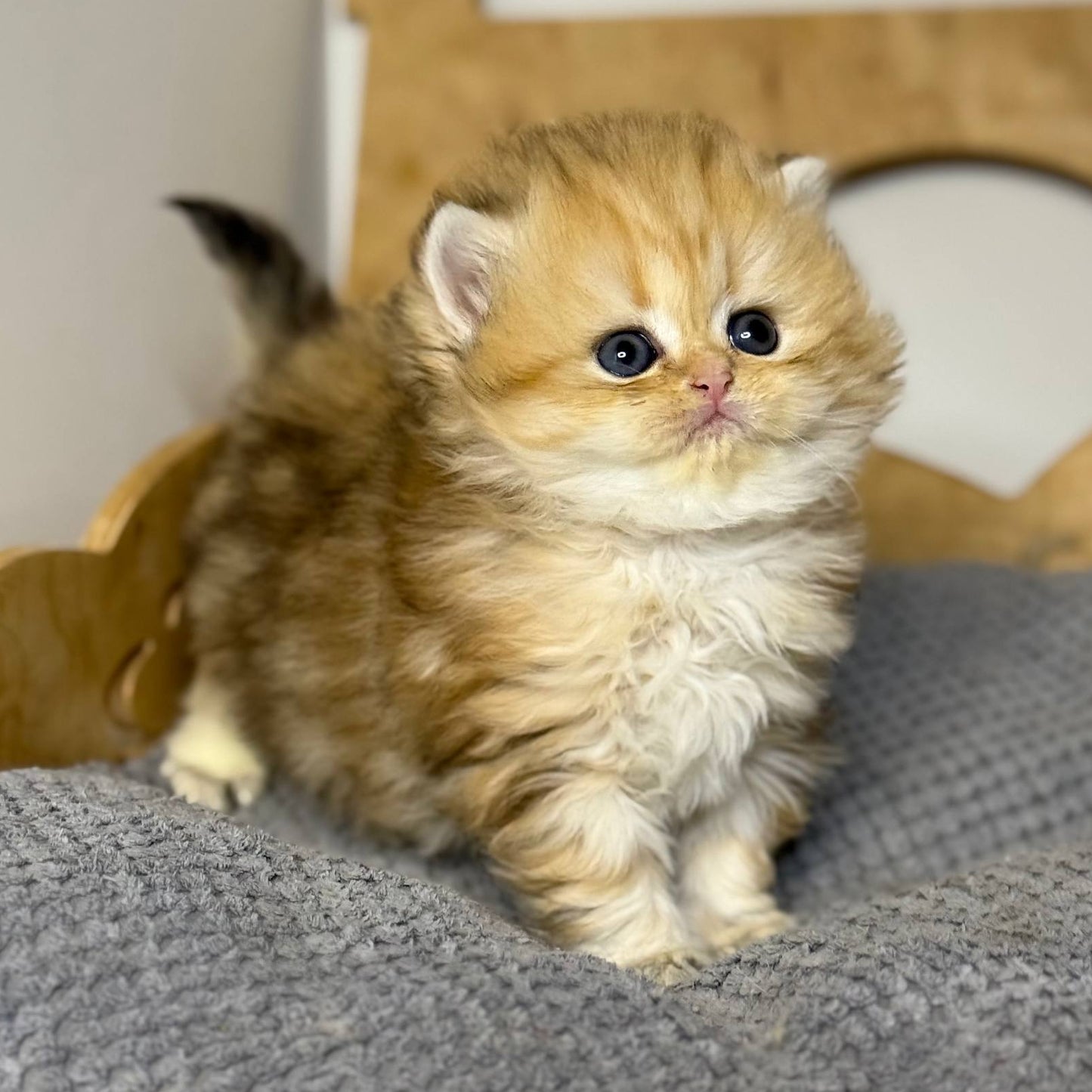 
                  
                    Nori
                  
                