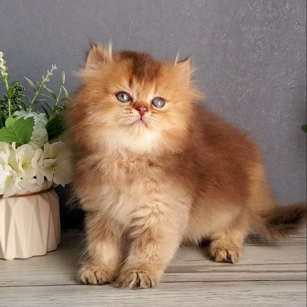 
                  
                    Ginger
                  
                