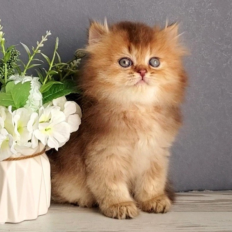 
                  
                    Ginger
                  
                