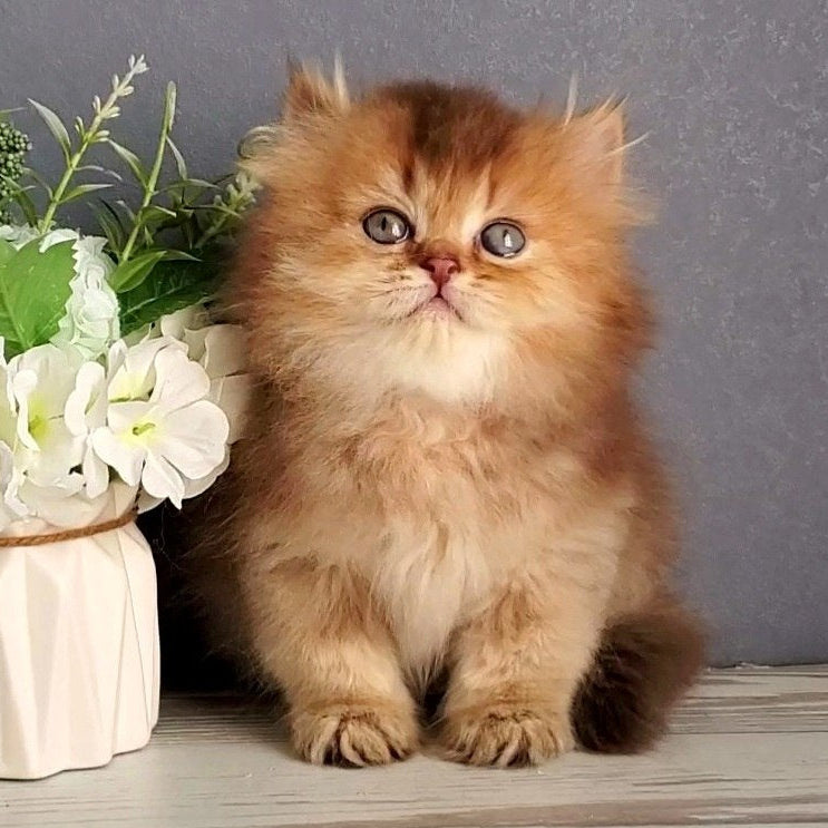 Ginger