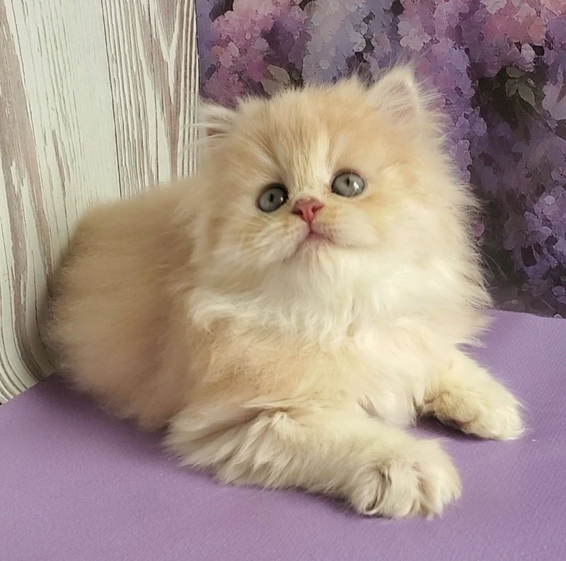 Princess