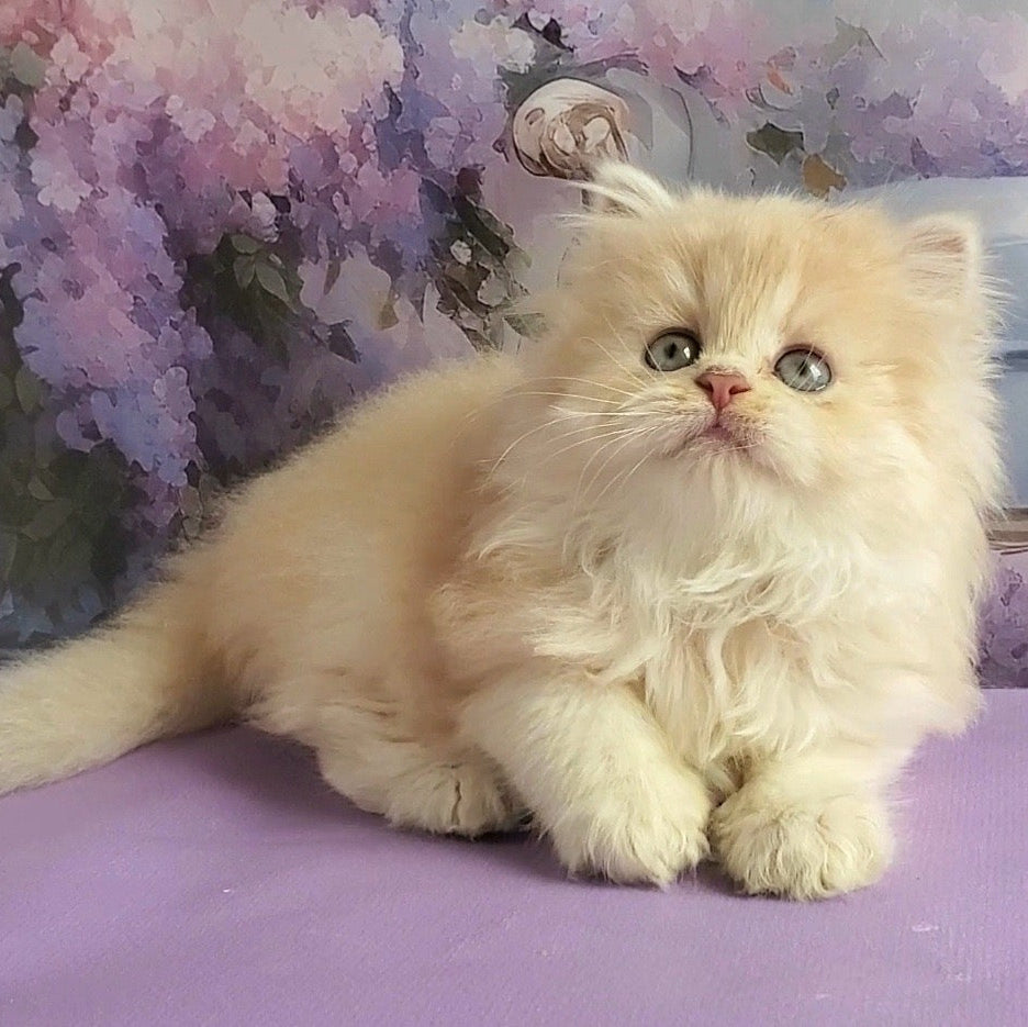 
                  
                    Princess
                  
                