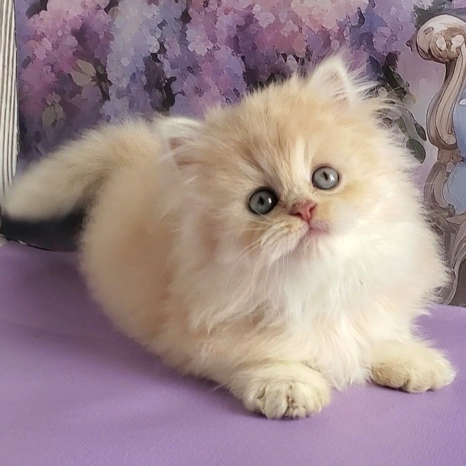 
                  
                    Princess
                  
                