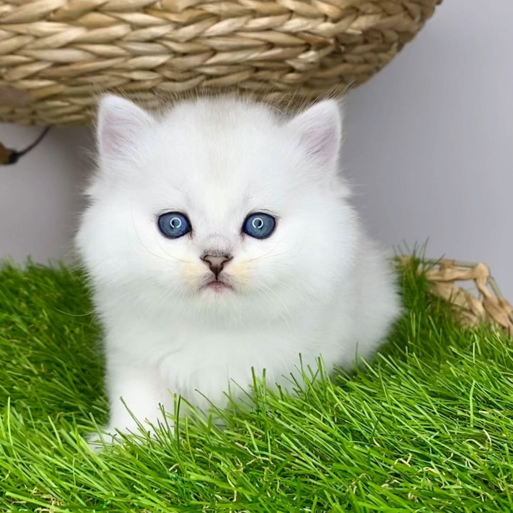 
                  
                    Vito
                  
                