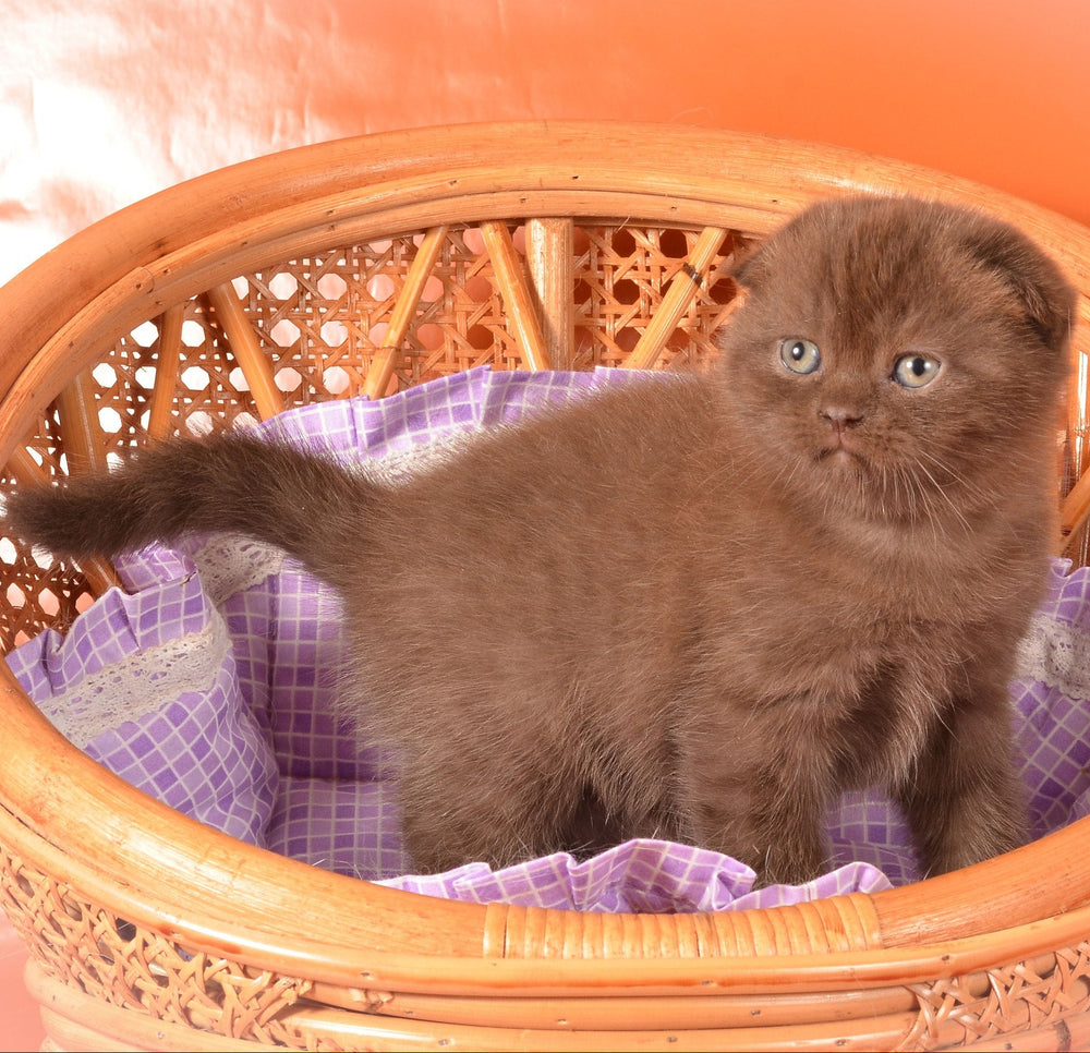 
                  
                    Tishka
                  
                