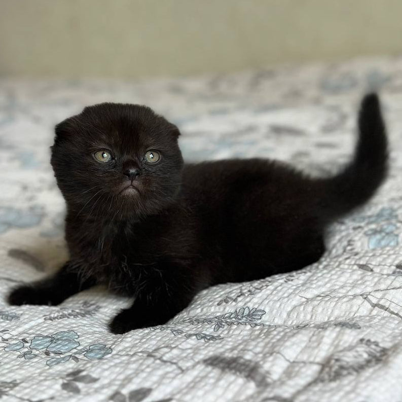 
                  
                    Nelson
                  
                