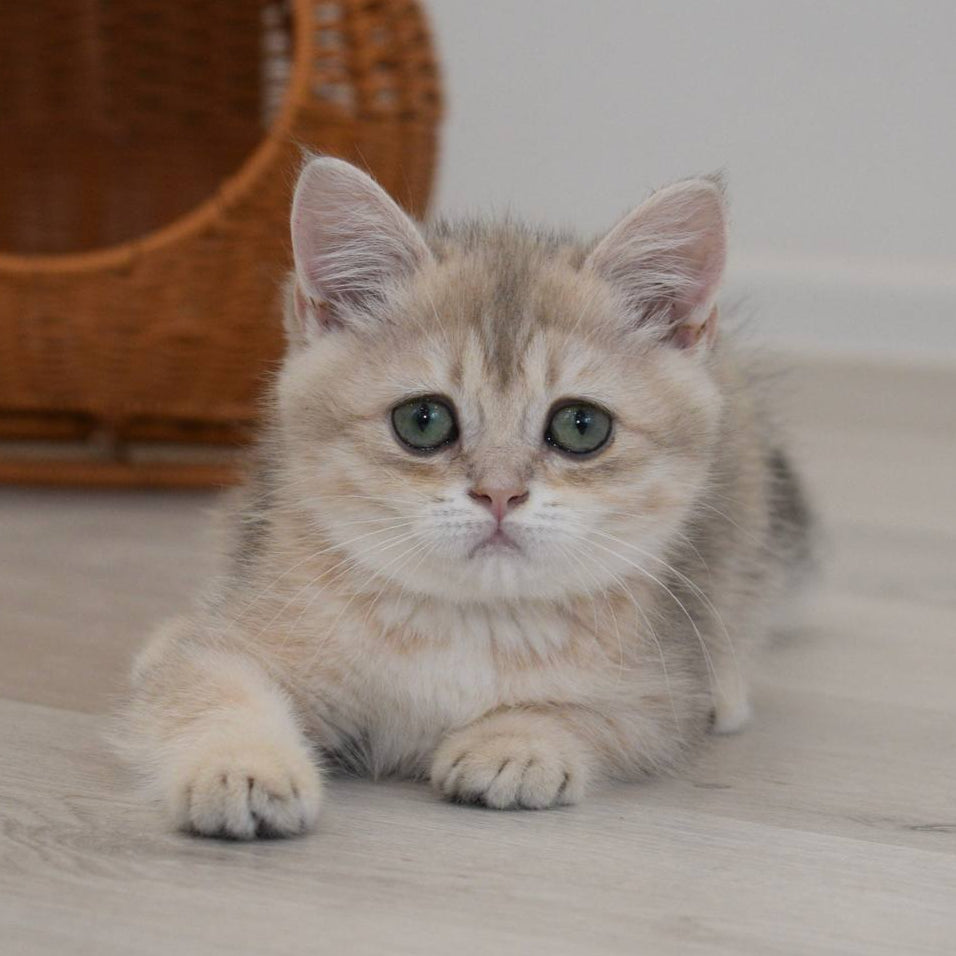 Roxy