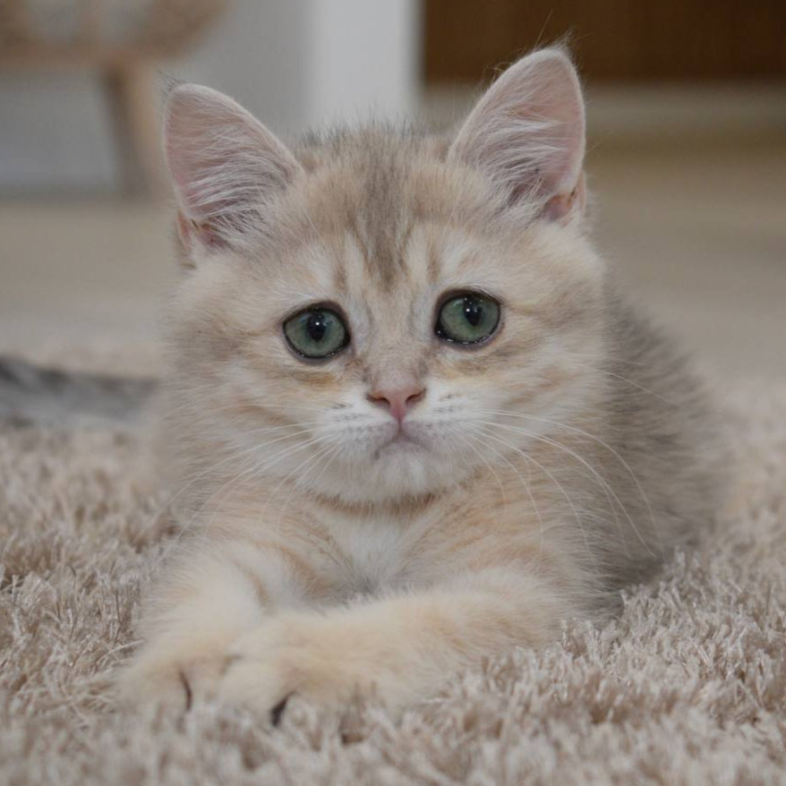 
                  
                    Roxy
                  
                