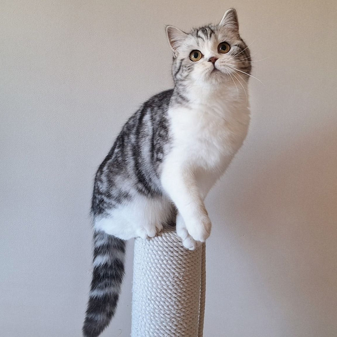 
                  
                    Zira
                  
                