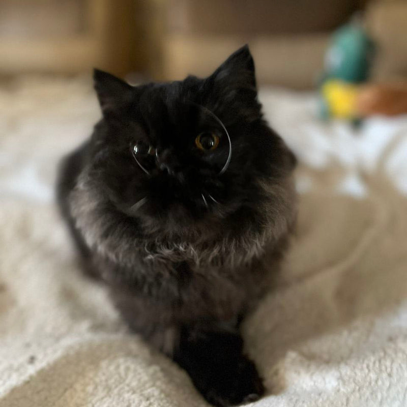 BoBo