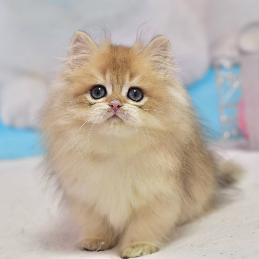 Casper