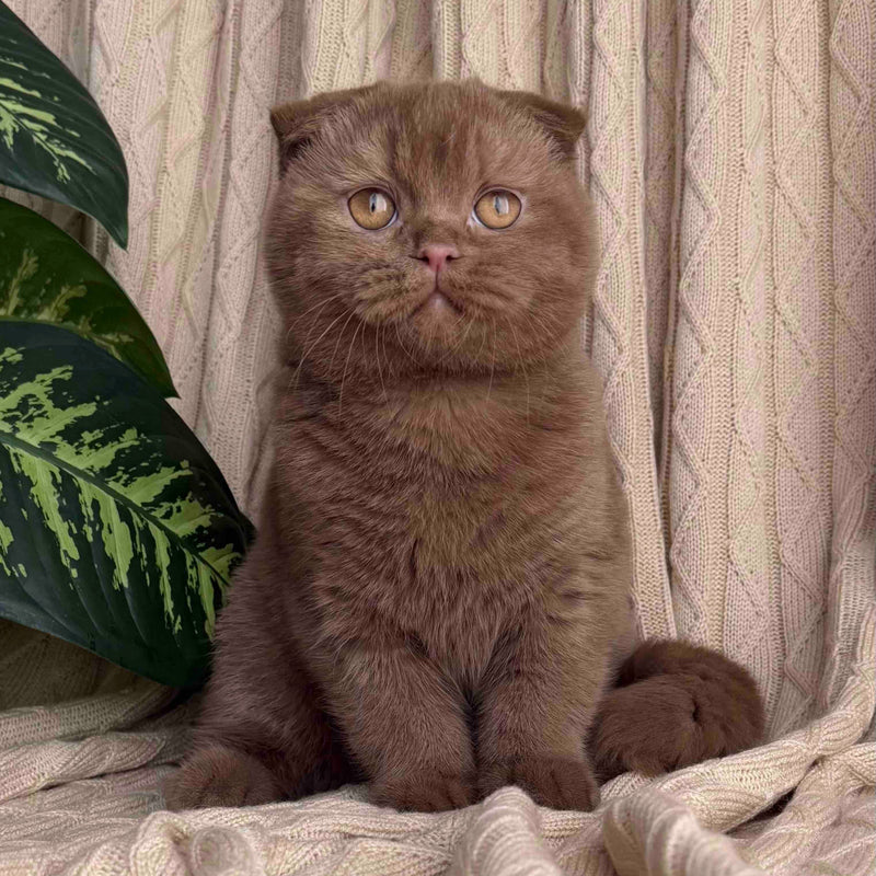 Oscar