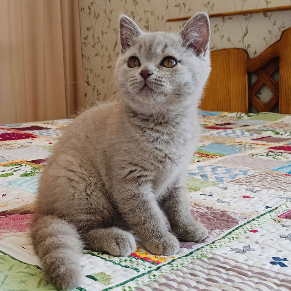 
                  
                    Zefirka
                  
                