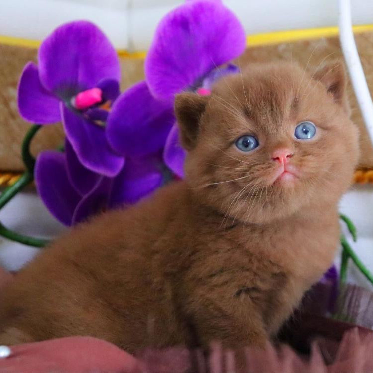 
                  
                    Romeo
                  
                