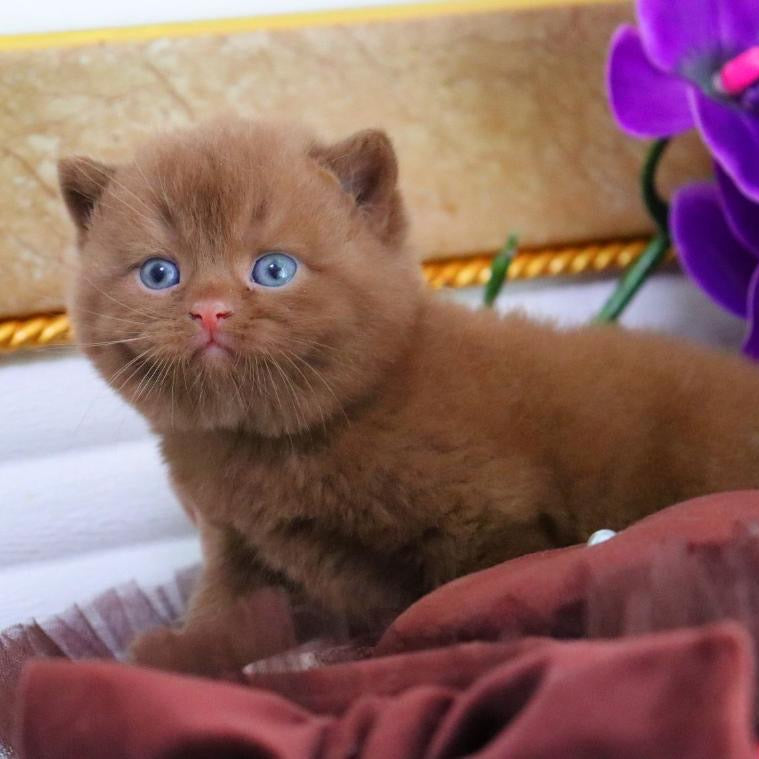 
                  
                    Romeo
                  
                