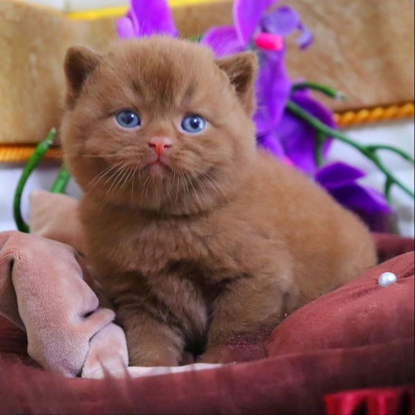 
                  
                    Romeo
                  
                