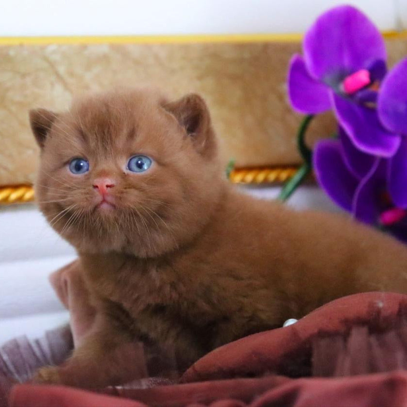 
                  
                    Romeo
                  
                