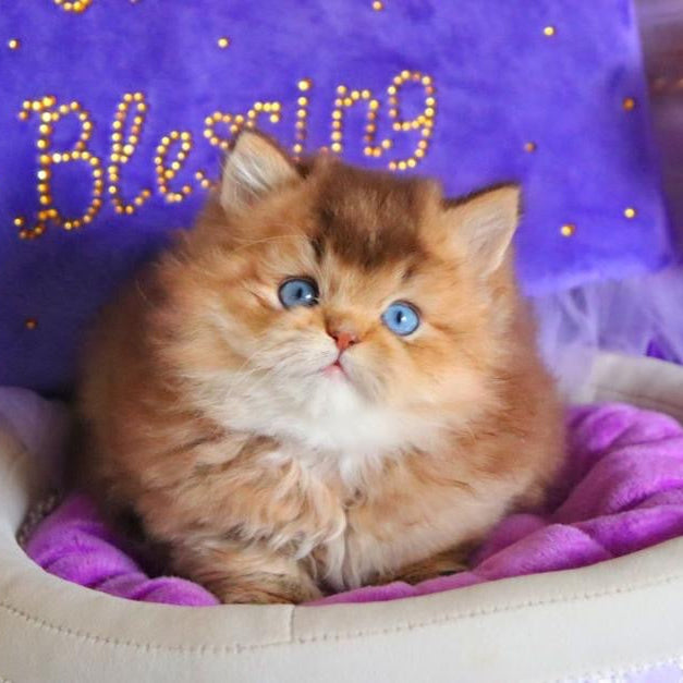 Billi