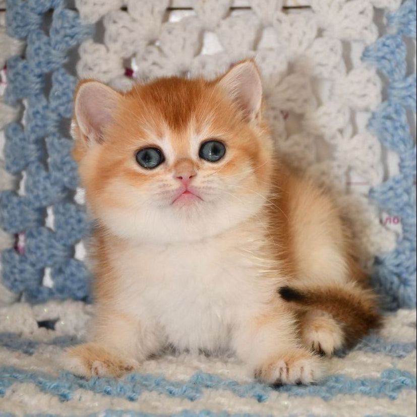 
                  
                    QQ
                  
                
