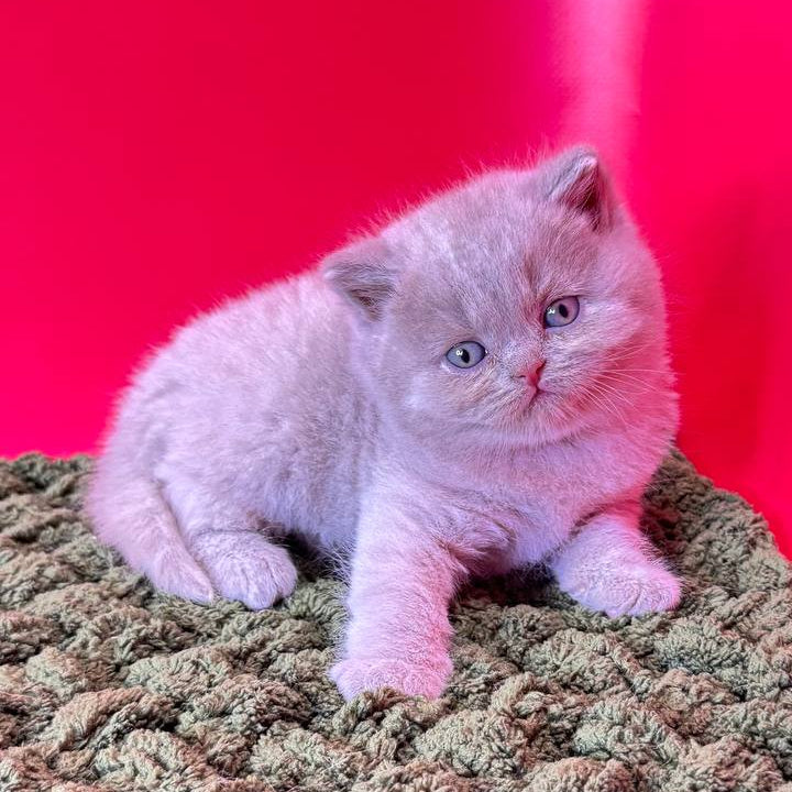 
                  
                    Teddy
                  
                