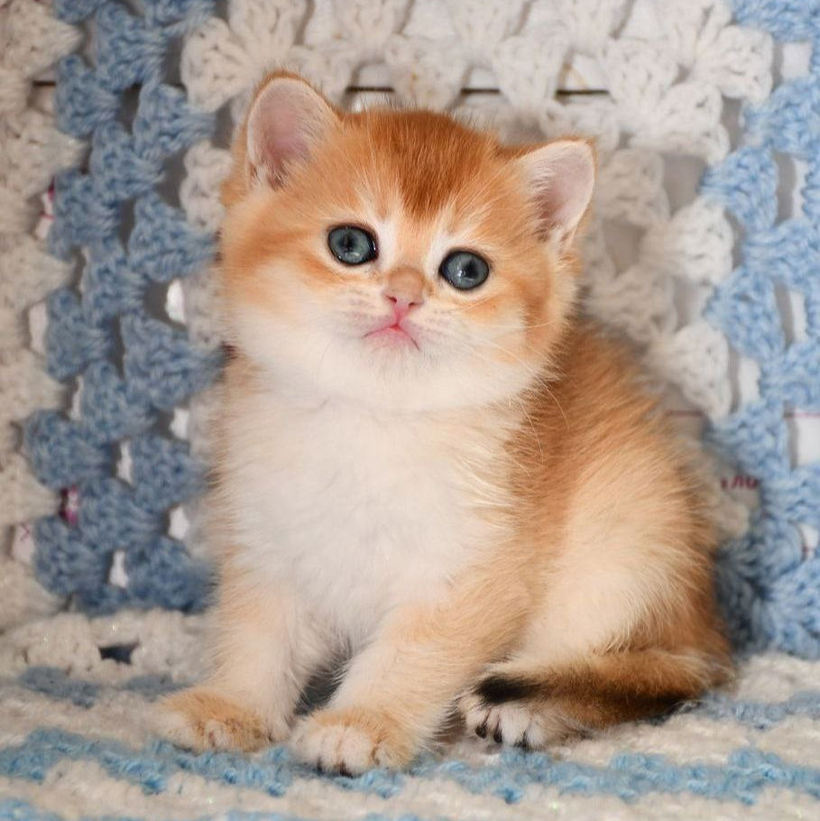 QQ