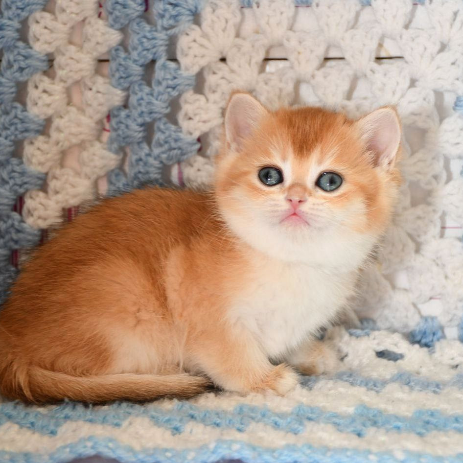 
                  
                    QQ
                  
                