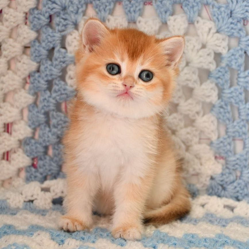 
                  
                    QQ
                  
                