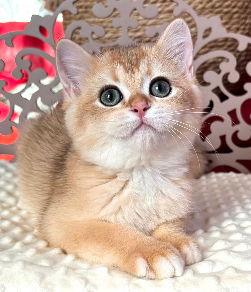 Oliver
