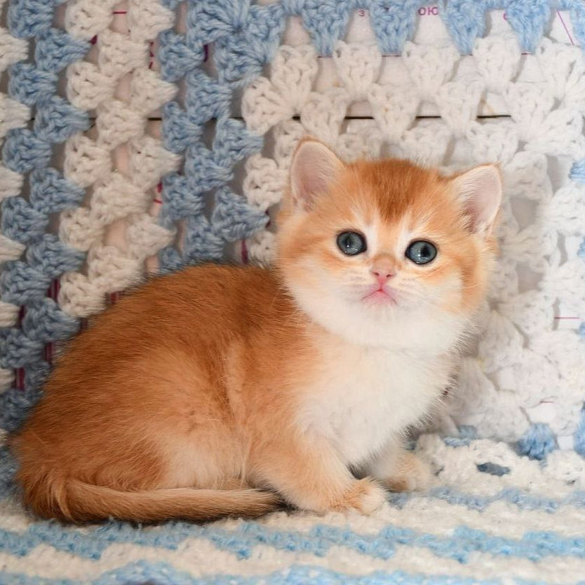 
                  
                    QQ
                  
                