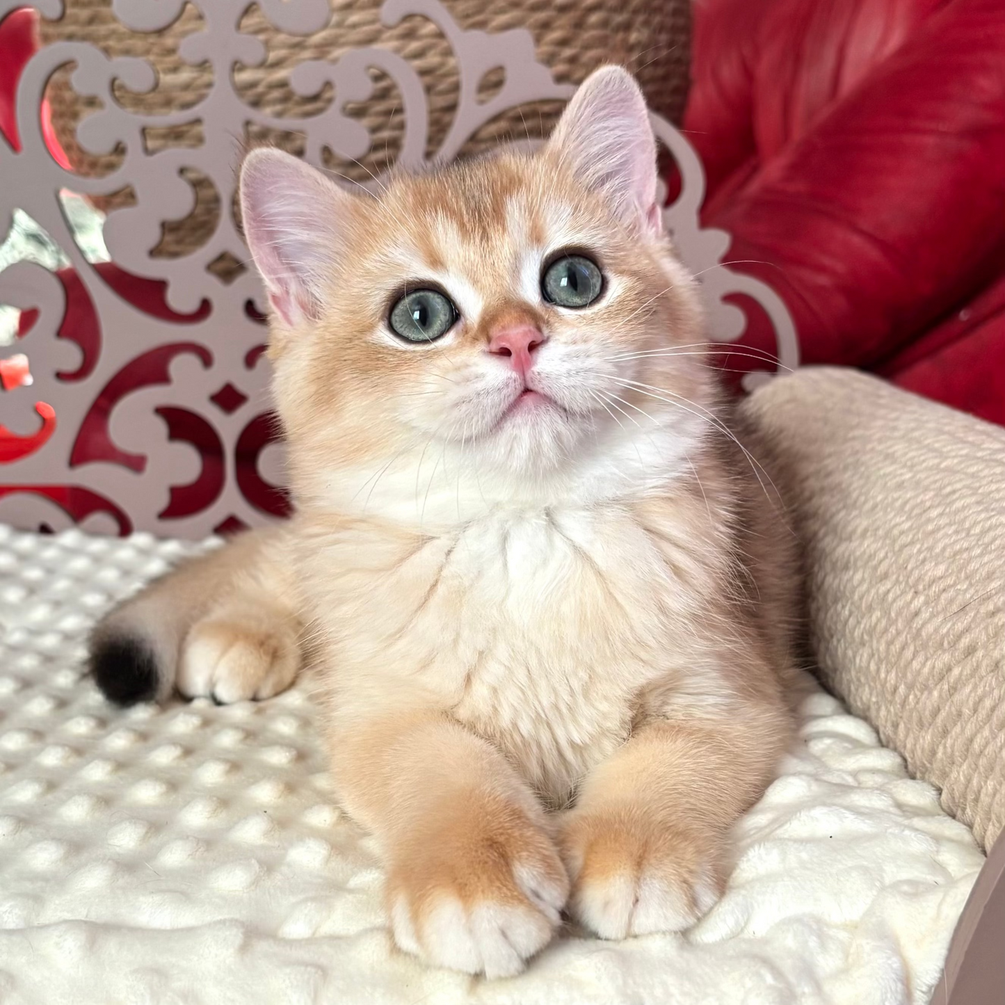 
                  
                    Oliver
                  
                