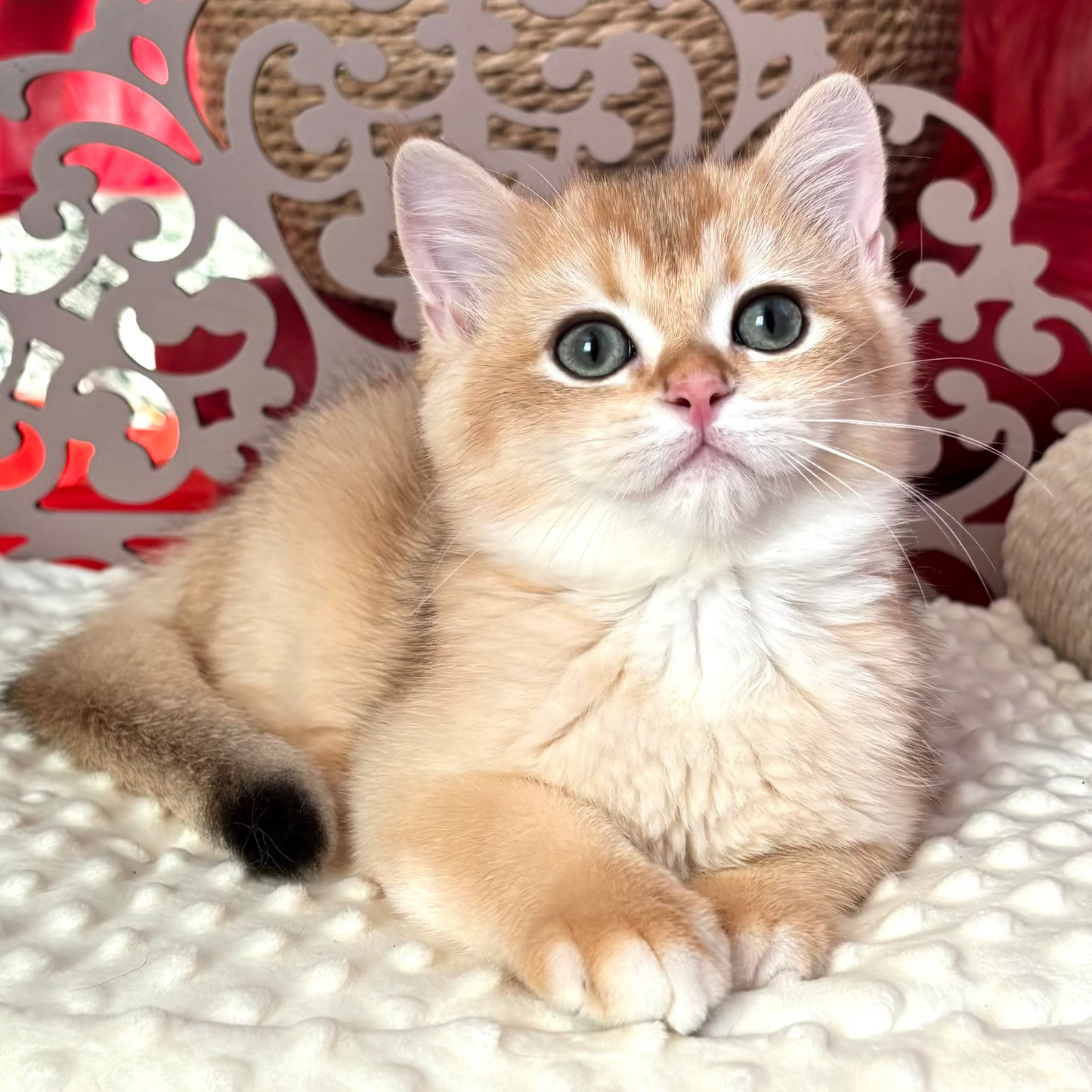 
                  
                    Oliver
                  
                