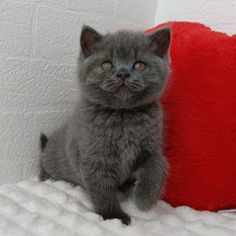 
                  
                    Willow
                  
                
