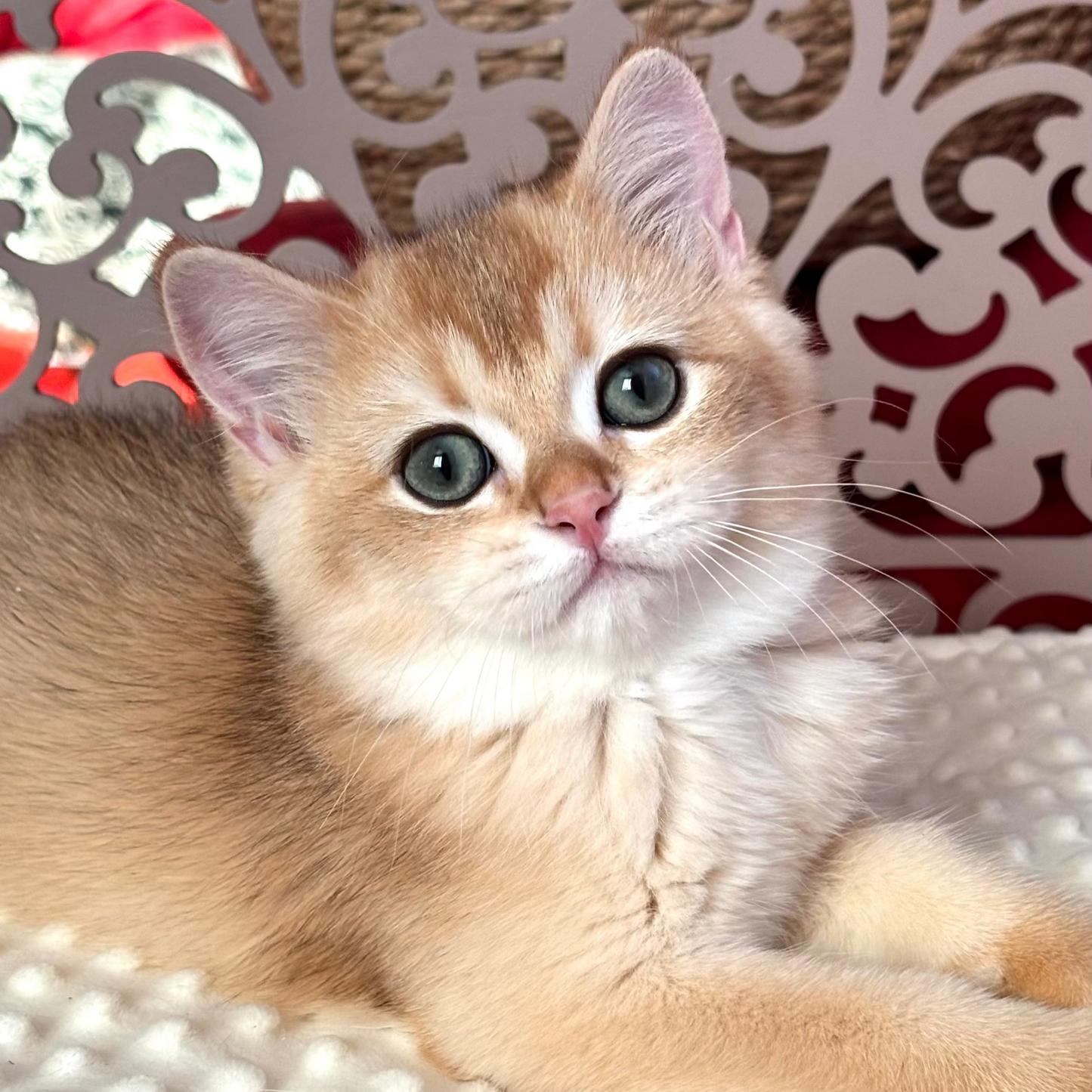 
                  
                    Oliver
                  
                