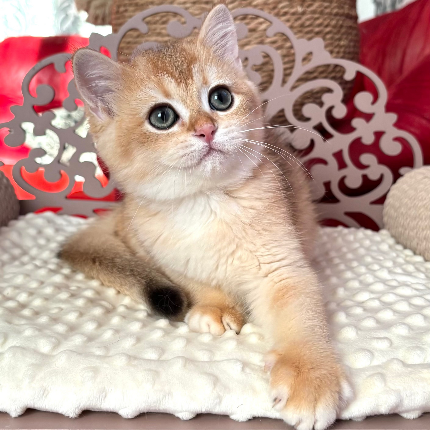 
                  
                    Oliver
                  
                
