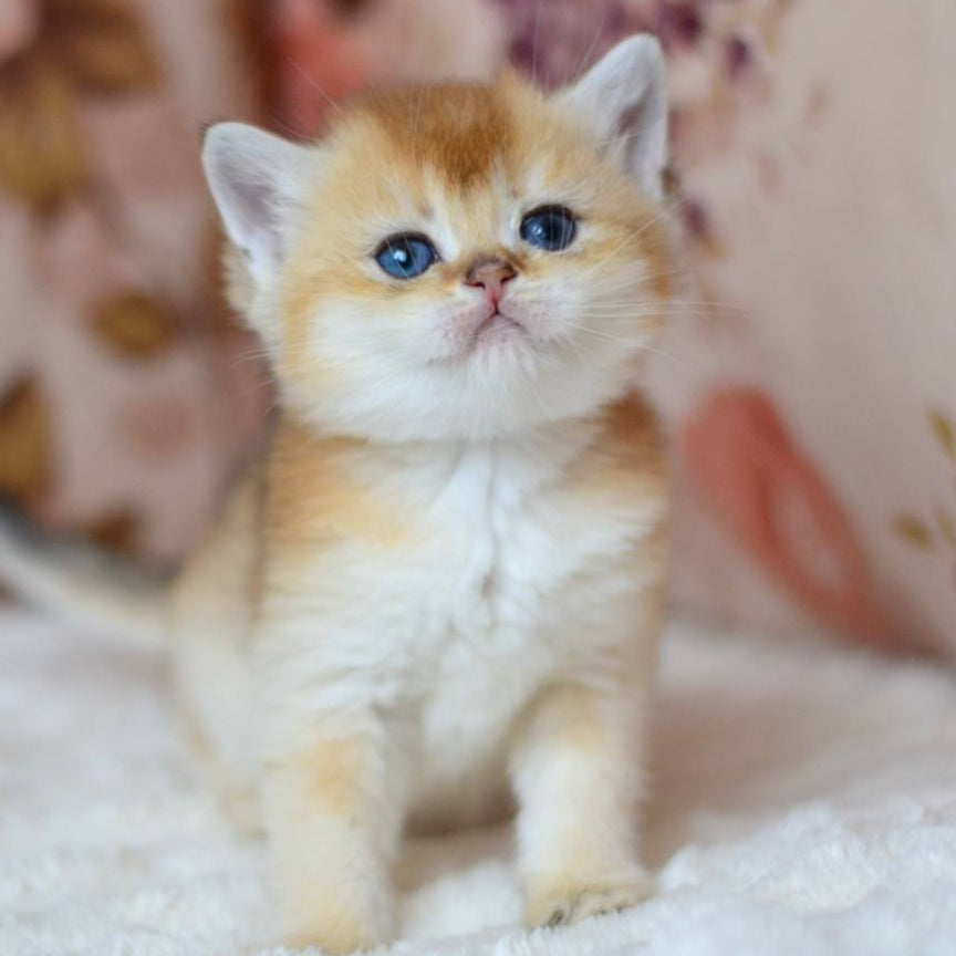 
                  
                    Felix
                  
                