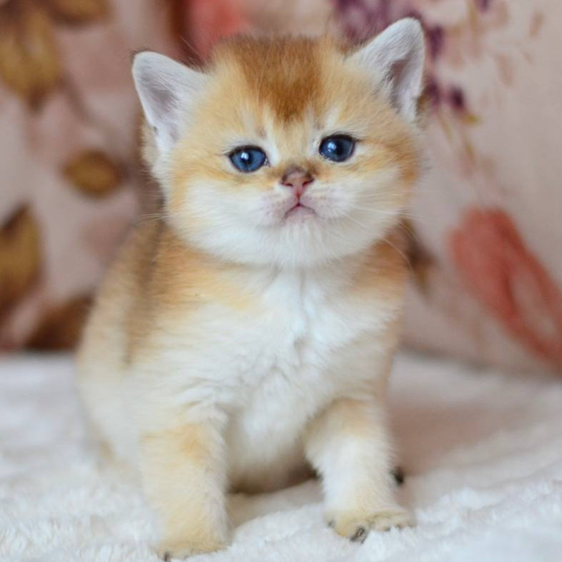 
                  
                    Felix
                  
                