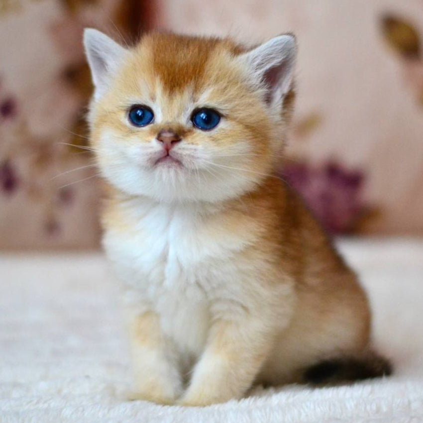 
                  
                    Felix
                  
                