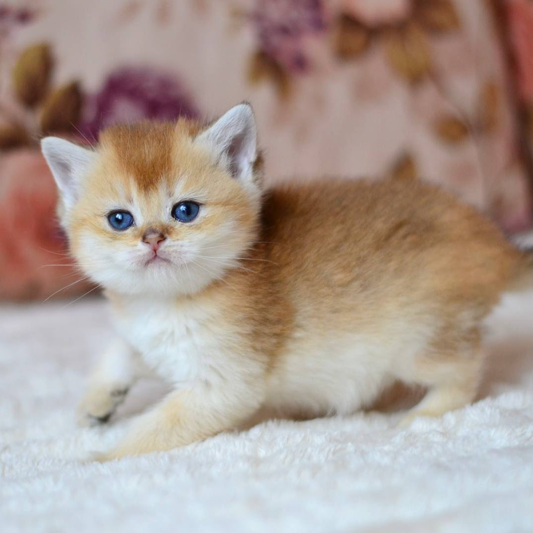 
                  
                    Felix
                  
                