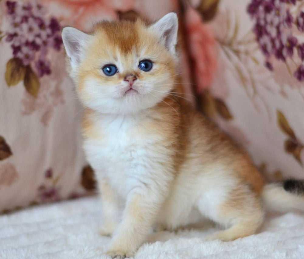 
                  
                    Felix
                  
                