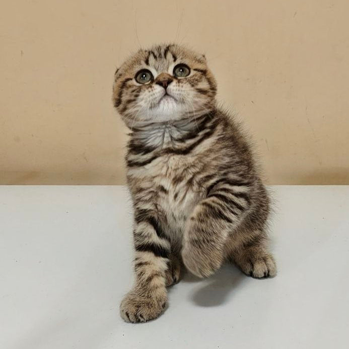 
                  
                    Boris
                  
                