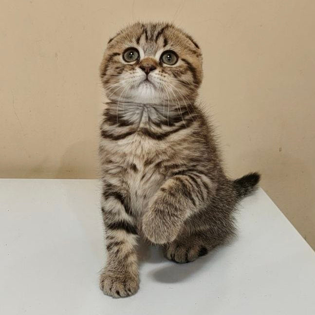 
                  
                    Boris
                  
                