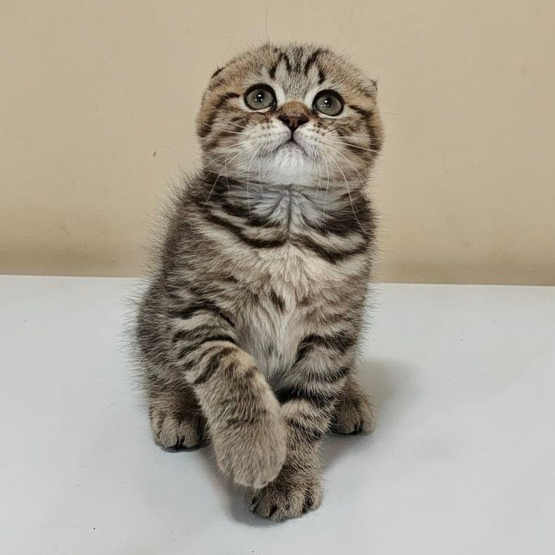 
                  
                    Boris
                  
                