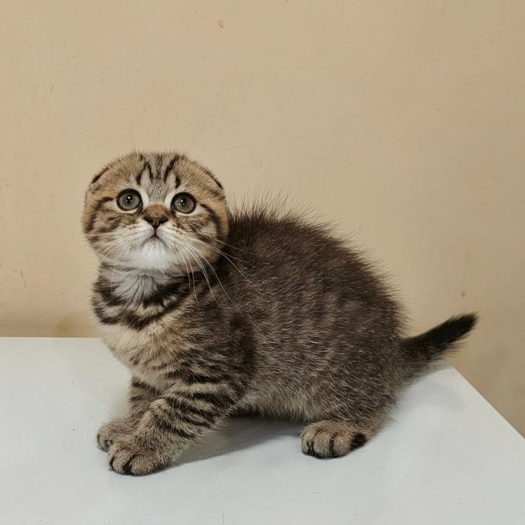 
                  
                    Boris
                  
                
