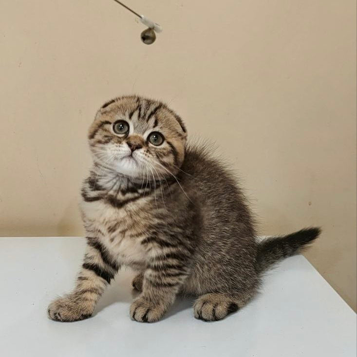
                  
                    Boris
                  
                