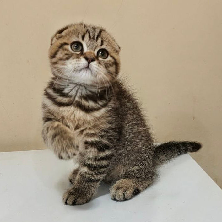 
                  
                    Boris
                  
                